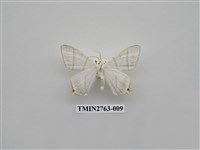 藏品(尺蛾332)的圖片